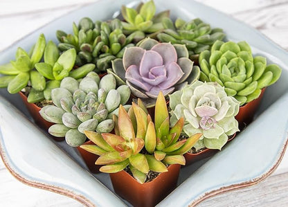 Altman Plants, Live Succulents Plants Live Houseplants (12PK), Succulents Live Plants Live House Plants Indoors Live, Live Cactus Plants Live Cacti Succulent Plants Live Indoor Plants Live Houseplants