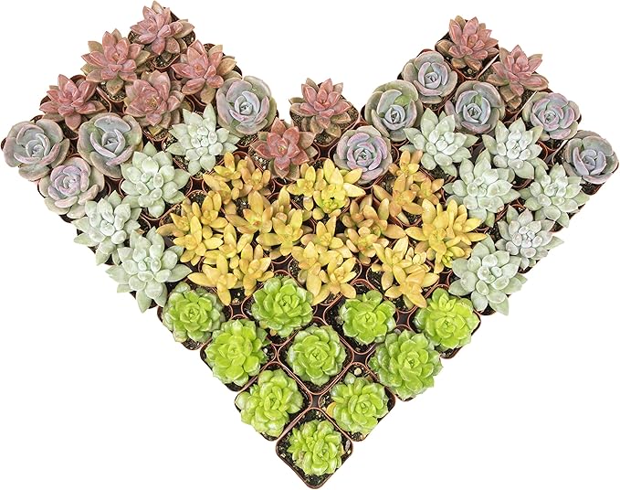 Altman Plants, Live Succulents Plants (50 Pack), Nursery Pots Variety Pack, Bulk Succulents Plants Live Plants Indoor Plants Live House Plants Indoors Live Indoor Plants Live Houseplants Live Indoor