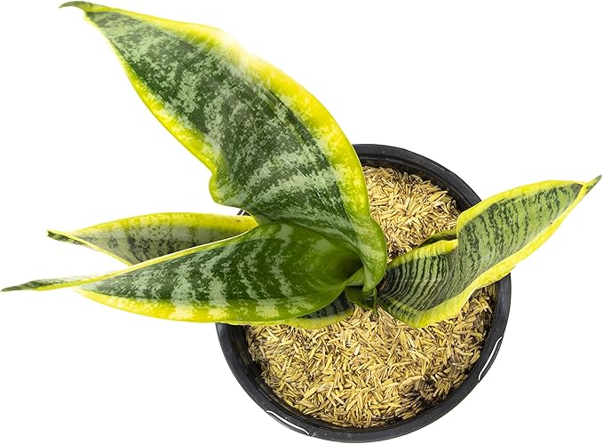 Sansevieria Trifasciata Laurentii Live Snake Plant, Snake Plant Live Indoor Sansevieria Plant Live Plants, Live Succulents Plants Live Houseplants Indoor Plants, Snake Plants Live by Plants for Pets