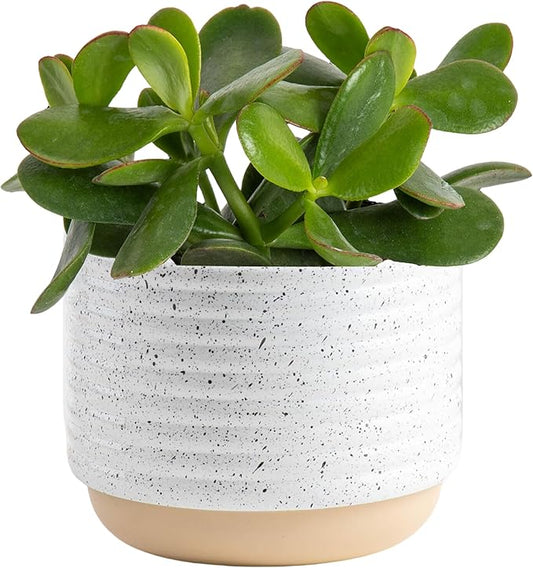 Costa Farms Succulent Live Plant, Jade Plant, Potted in Modern Decor Planter with Potting Soil Mix, Beautiful Room or Office Decor, Housewarming, Birthday Gift, 6-Inches Tall