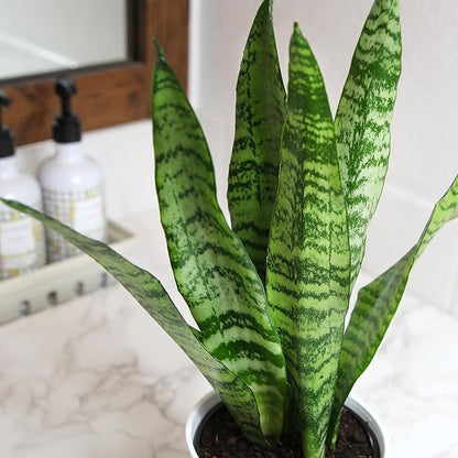 Live Snake Plant in Decorative White Pot, Sansevieria Zeylanica, Indoor House Plant, Mother in Law Tongue Sansevieria Plant Live, Long Succulent Plant, Fully Rooted Houseplant by Plants for Pets