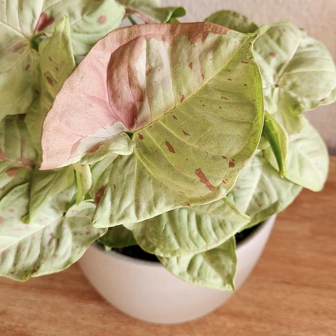 Variegated Milk Confetti Syngonium Plant (Approx. 14" Tall) in 6 Inch Pot, Easy House Plant Arrowhead Plant, Live Indoor Plant, Desk Plant & Office Plant, Unique Plant Lover Gifts by Plants for Pets