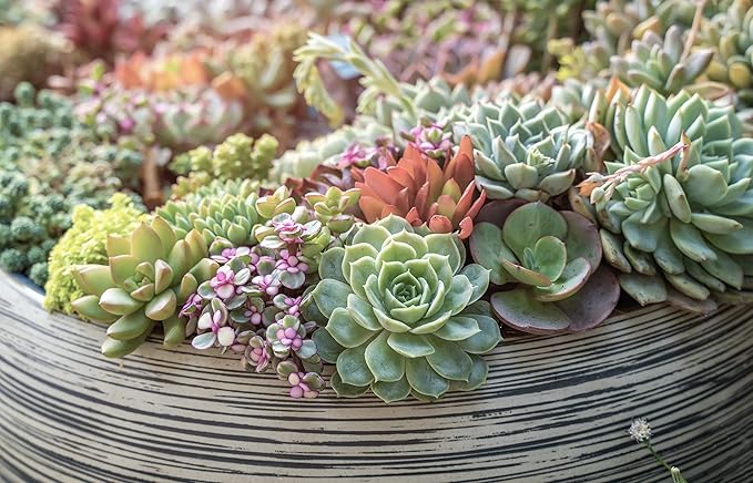 Altman Plants, Live Succulent Plants (20 Pack) Assorted Potted Succulents Plants Live House Plants in Cacti and Succulent Soil Mix, Cactus Plants Live Indoor Plants Live Houseplants in Planter Pots