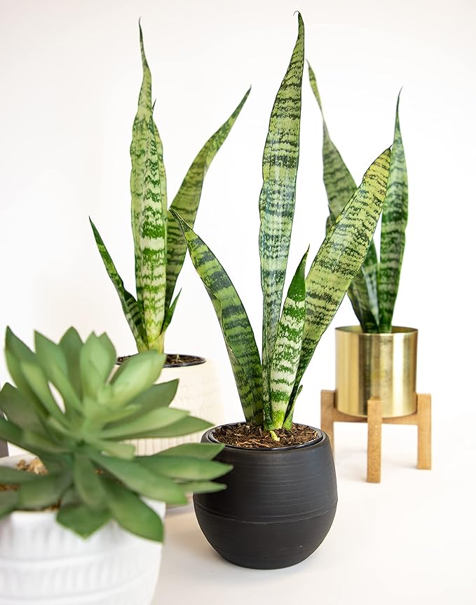 Sansevieria Zeylanica, Live Snake Plant Live Indoor Plants Live Houseplants, Live Plants Indoor Plants, Live Plants Indoor Low Light, Potted Plants, House Plants for Delivery Prime by Plants for Pets