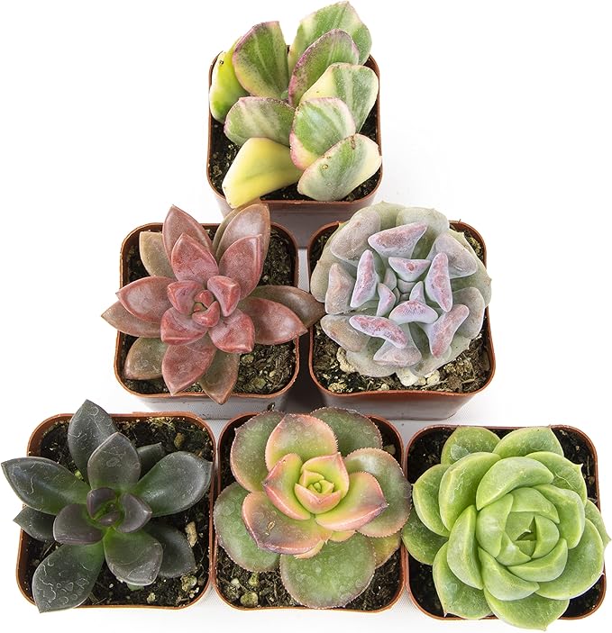 Altman Plants, Live Succulents Plants Live Houseplants (6PK), Succulents Live Plants Live House Plants Indoors Live, Live Cactus Plants Live Cacti Succulent Plants Live Indoor Plants Live Houseplants