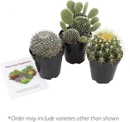 Altman Plants, Assorted Cactus Plants Live Succulents (3 Pack), Live Cactus Plant Lover Gifts, Cacti Succulents Plants Live Houseplants, Succulent Indoor Plants Live Plants in Cactus Soil Potting Mix