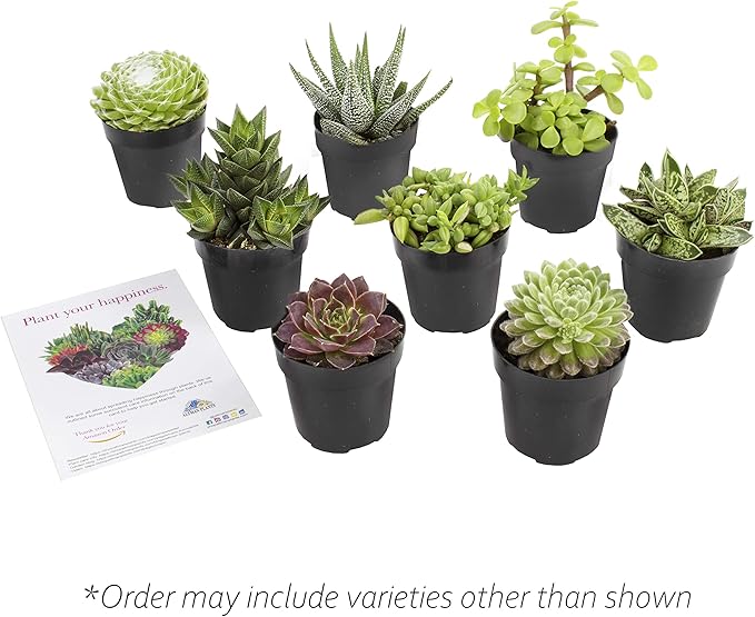 Altman Plants, Live Succulents Plants Live Window Plants (8PK), Live Indoor Plants Live Houseplants, Live Plants Indoor Cactus Plants Live, Succulent Plants House Plants Indoors Live in Succulent Soil