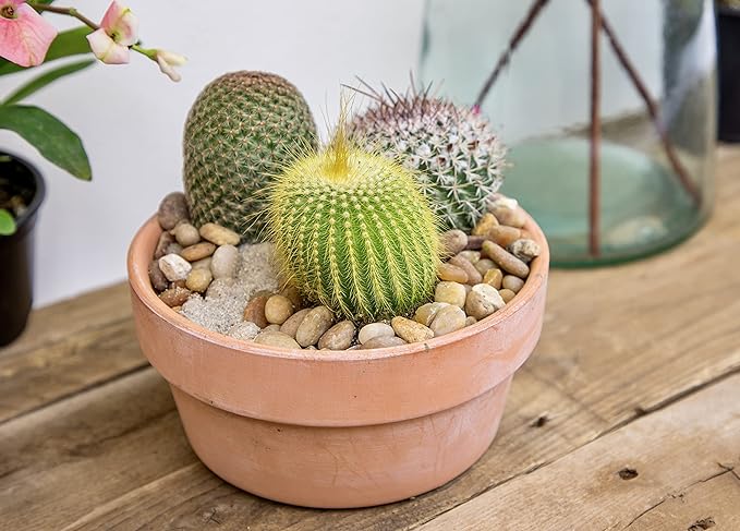 Altman Plants, Assorted Cactus Plants Live Cactus Decor (4PK), Cactus Plant Live Succulents Plants Live in Cactus Soil Potting Mix, Live Cacti Plants Live Succulent Plants Live Plants in Cactus Pot