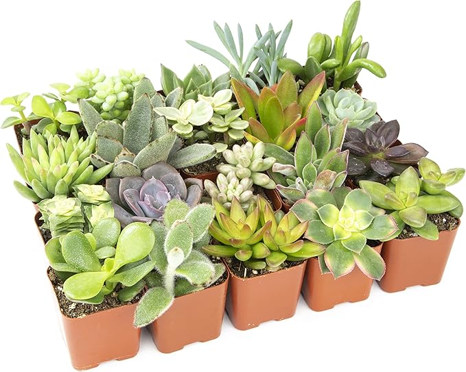 Altman Plants Live Succulents (20 Pack) & Live Pothos Plants (4PK) Indoor House Plants