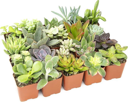 Altman Plants Live Succulents (20 Pack) & Live Pothos Plants (4PK) Indoor House Plants