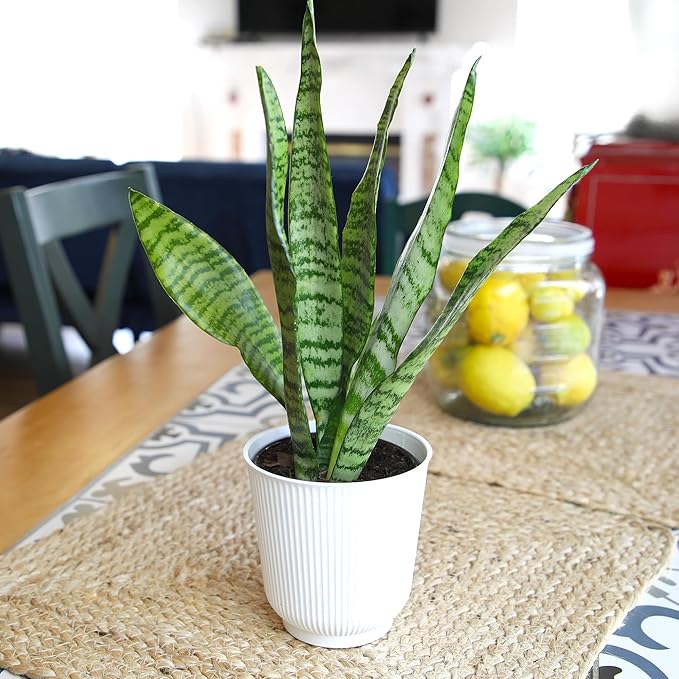 Live Snake Plant in Decorative White Pot, Sansevieria Zeylanica, Indoor House Plant, Mother in Law Tongue Sansevieria Plant Live, Long Succulent Plant, Fully Rooted Houseplant by Plants for Pets