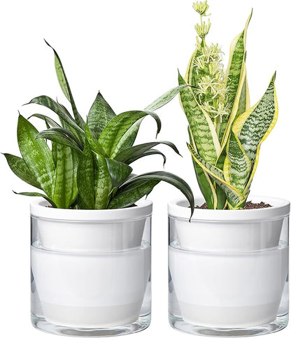 D'vine Dev 6 Inch Design Self Watering Planter for Indoor Plants, White Terracotta Pots with Cylinder Glass Cup, Set of 2, 373-B-2