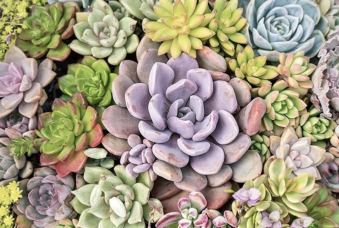 Altman Plants, Live Succulents Plants (50 Pack), Nursery Pots Variety Pack, Bulk Succulents Plants Live Plants Indoor Plants Live House Plants Indoors Live Indoor Plants Live Houseplants Live Indoor