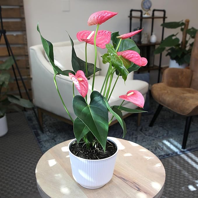 Pink Anthurium Live Plant Decor (Approx. 17-19" Tall), Real Flowers/House Plants in 6" White Plant Pot, Floral Office Plants, Air Purifying Plants & Cool Gifts for Plant Lovers by Plants for Pets