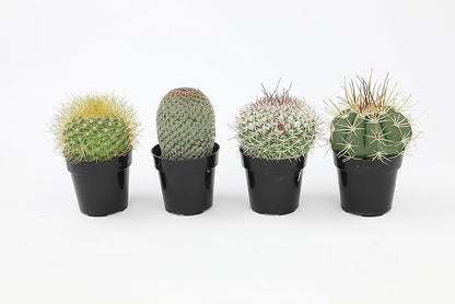 Altman Plants Assorted Cactus Collection 2.5" 4 pack