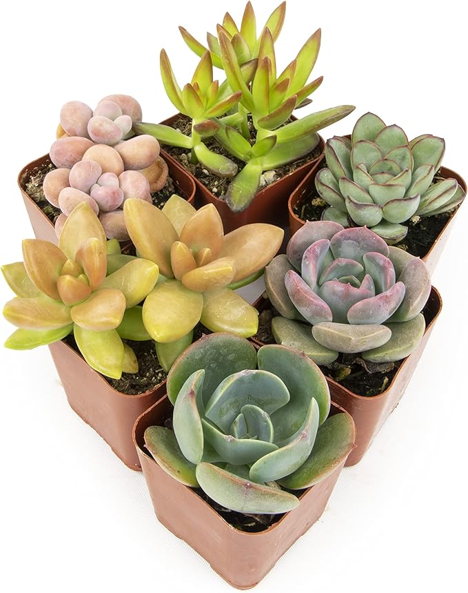 Altman Plants, Live Succulents Plants Live Houseplants (6PK), Succulents Live Plants Live House Plants Indoors Live, Live Cactus Plants Live Cacti Succulent Plants Live Indoor Plants Live Houseplants