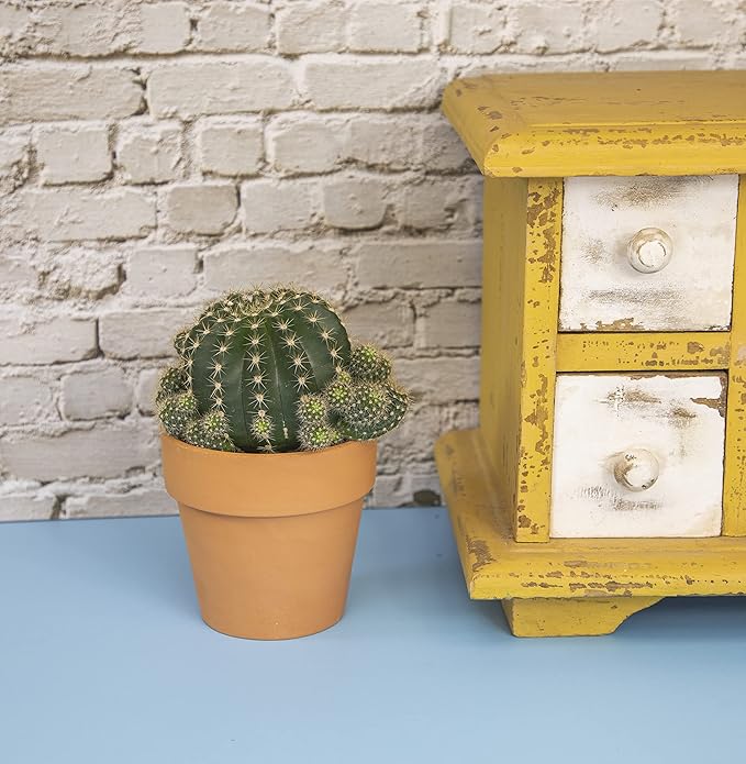 Cactus Plants Live in Clay Cactus Plant Pot, Live Cactus Potted in Cactus Soil Potting Mix, Live Mini Cactus Succulents Plants Live Cacti, Cactus Live Succulents in Succulent Pot by Plants for Pets