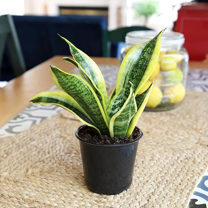 Live Snake Plant, Sansevieria trifasciata Superba, Fully Rooted Indoor House Plant in Pot, Mother in Law Tongue Sansevieria Plant, Potted Succulent Plant, Houseplant in Potting Soil by Plants for Pets