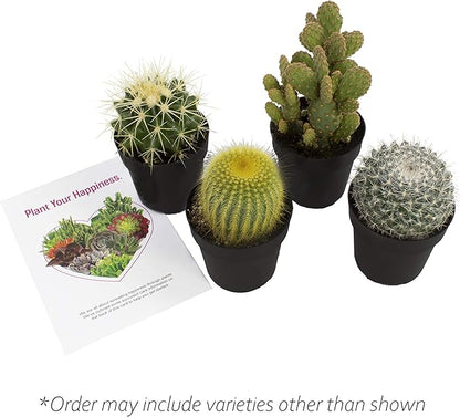 Altman Plants Assorted Cactus Collection 2.5" 4 pack