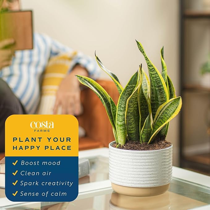 Costa Farms Snake, Sansevieria White-Natural Decor Planter Live Indoor Plant, 12-Inch Tall, Grower's Choice, Green, Yellow