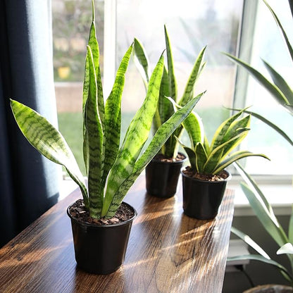 Live Snake Plant in Decorative White Pot, Sansevieria Zeylanica, Indoor House Plant, Mother in Law Tongue Sansevieria Plant Live, Long Succulent Plant, Fully Rooted Houseplant by Plants for Pets