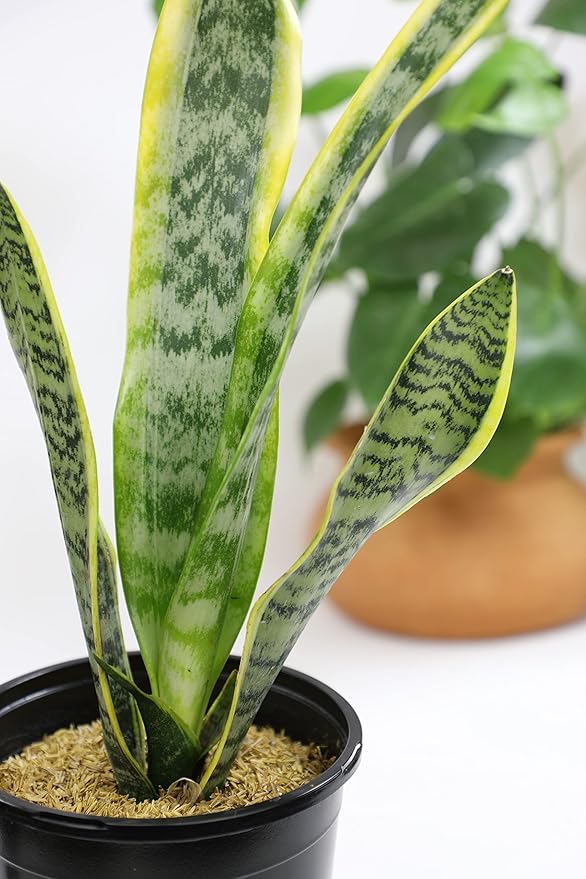 Sansevieria Trifasciata Laurentii Live Snake Plant, Snake Plant Live Indoor Sansevieria Plant Live Plants, Live Succulents Plants Live Houseplants Indoor Plants, Snake Plants Live by Plants for Pets