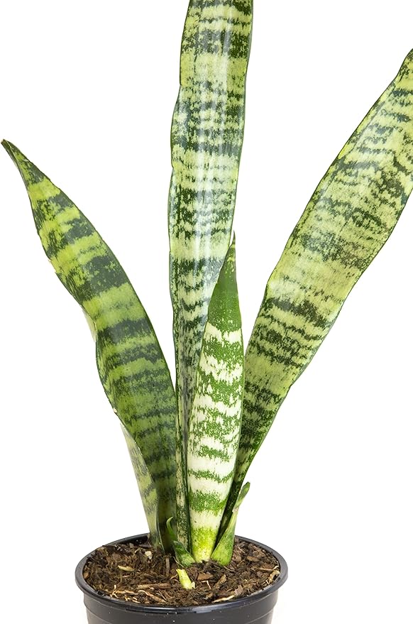 Sansevieria Zeylanica, Live Snake Plant Live Indoor Plants Live Houseplants, Live Plants Indoor Plants, Live Plants Indoor Low Light, Potted Plants, House Plants for Delivery Prime by Plants for Pets