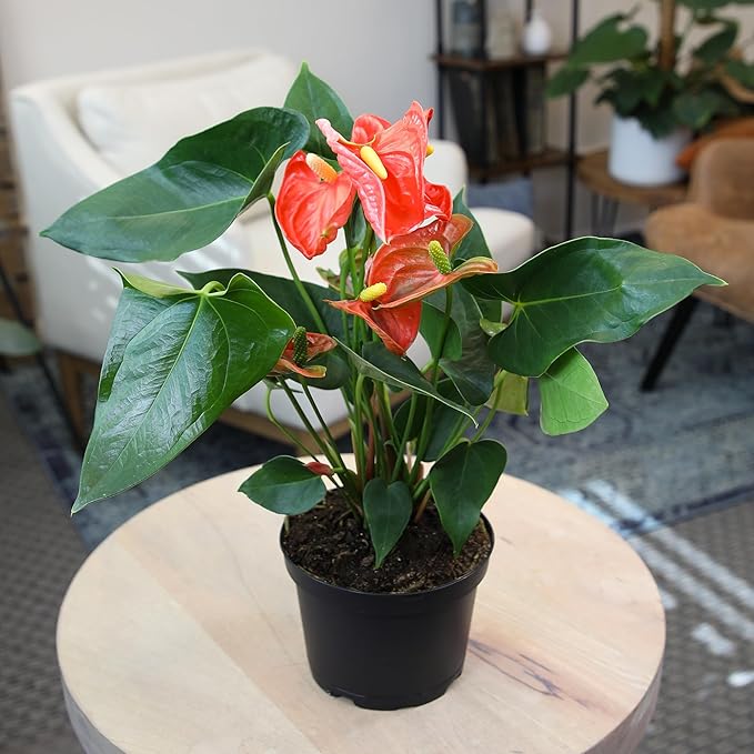 Orange Anthurium Live Plant (Approx. 16-19" Tall), Real Flowers/Unique House Plants in 6" Nursery Pot, Floral Desk Plant, Air Purifying Plants & Cool Gifts for Plant Lovers by Plants for Pets