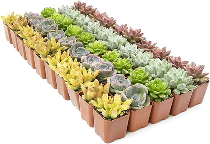 Altman Plants, Live Succulents Plants (50 Pack), Nursery Pots Variety Pack, Bulk Succulents Plants Live Plants Indoor Plants Live House Plants Indoors Live Indoor Plants Live Houseplants Live Indoor