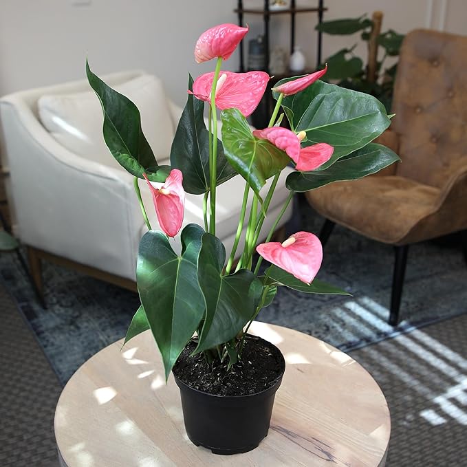 Pink Anthurium Live Plant (Approx. 17-19" Tall), Real Flowers/Unique House Plants in 6" Nursery Pot, Floral Office Plants, Air Purifying Plants & Cool Gifts for Plant Lovers by Plants for Pets