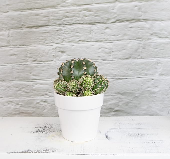 Cactus Plants Live in White Succulent Planter Pot, Live Cactus in Cactus Soil Potting Mix, Live Mini Cactus Succulents Plants Live Cacti, Cactus Live Succulents in Cactus Plant Pot by Plants for Pets