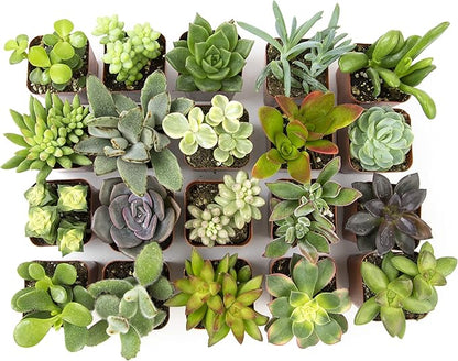 Altman Plants Live Succulents (20 Pack) & Live Pothos Plants (4PK) Indoor House Plants