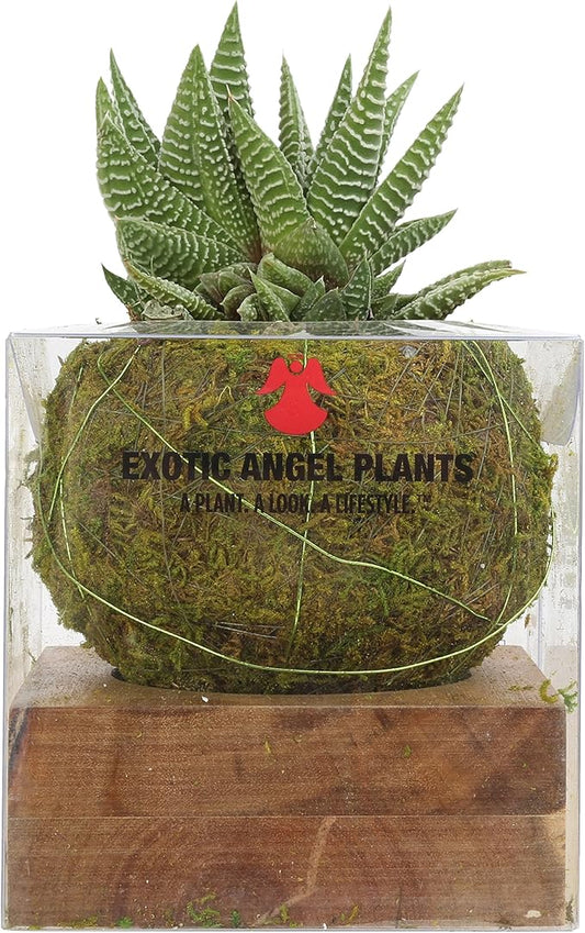 Costa Farms Mini Haworthia Succulent Fully Rooted Live Indoor Plant 6-Inches Tall, in Kokedama Ball