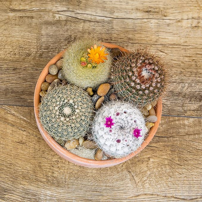 Altman Plants, Assorted Cactus Plants Live Cactus Decor (4PK), Cactus Plant Live Succulents Plants Live in Cactus Soil Potting Mix, Live Cacti Plants Live Succulent Plants Live Plants in Cactus Pot