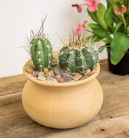 Altman Plants, Assorted Cactus Plants Live Cactus Decor (4PK), Cactus Plant Live Succulents Plants Live in Cactus Soil Potting Mix, Live Cacti Plants Live Succulent Plants Live Plants in Cactus Pot