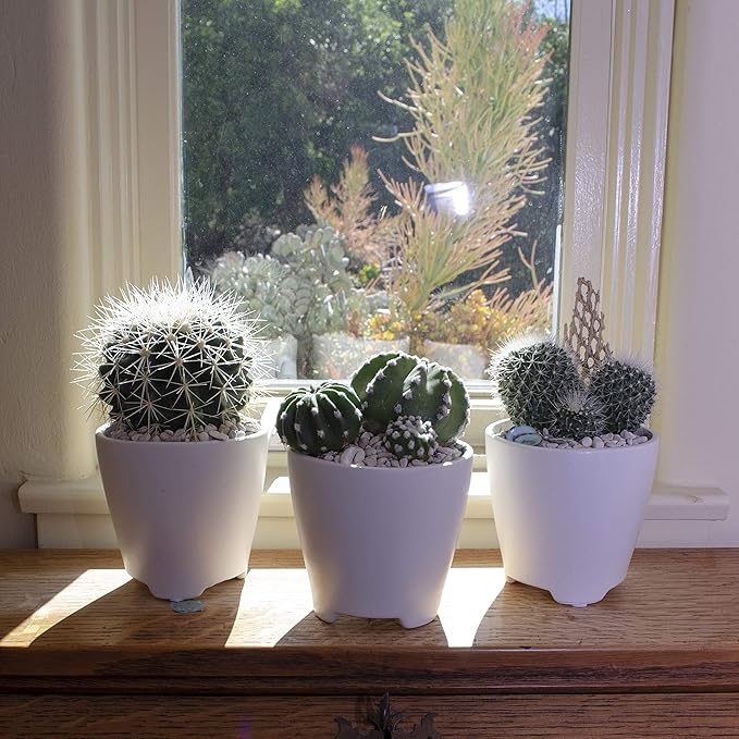 Altman Plants, Assorted Cactus Plants Live Succulents (3 Pack), Live Cactus Plant Lover Gifts, Cacti Succulents Plants Live Houseplants, Succulent Indoor Plants Live Plants in Cactus Soil Potting Mix