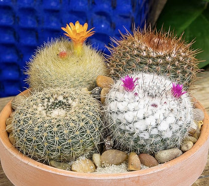 Altman Plants, Assorted Cactus Plants Live Cactus Decor (4PK), Cactus Plant Live Succulents Plants Live in Cactus Soil Potting Mix, Live Cacti Plants Live Succulent Plants Live Plants in Cactus Pot