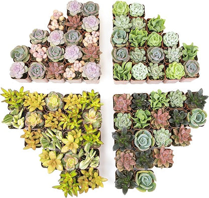 Altman Plants, Live Succulents Plants (50 Pack), Nursery Pots Variety Pack, Bulk Succulents Plants Live Plants Indoor Plants Live House Plants Indoors Live Indoor Plants Live Houseplants Live Indoor