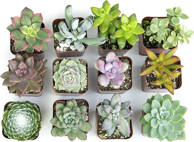 Altman Plants, Live Succulents Plants Live Houseplants (12PK), Succulents Live Plants Live House Plants Indoors Live, Live Cactus Plants Live Cacti Succulent Plants Live Indoor Plants Live Houseplants