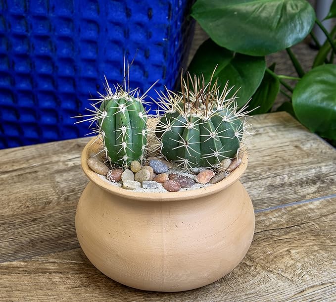 Altman Plants, Assorted Cactus Plants Live Cactus Decor (4PK), Cactus Plant Live Succulents Plants Live in Cactus Soil Potting Mix, Live Cacti Plants Live Succulent Plants Live Plants in Cactus Pot