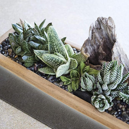 Altman Plants, Live Succulents Plants Live Window Plants (8PK), Live Indoor Plants Live Houseplants, Live Plants Indoor Cactus Plants Live, Succulent Plants House Plants Indoors Live in Succulent Soil