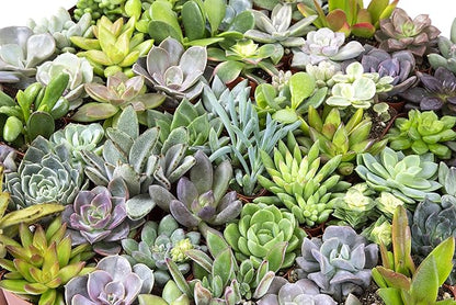 Altman Plants, Live Succulent Plants (20 Pack) Assorted Potted Succulents Plants Live House Plants in Cacti and Succulent Soil Mix, Cactus Plants Live Indoor Plants Live Houseplants in Planter Pots